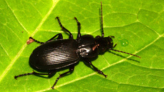 Gemeiner Grabkäfer (3).jpg